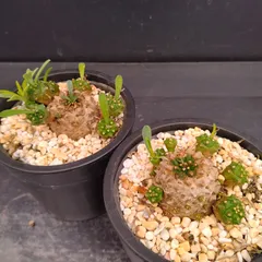 M052【新入荷！】ユーフォルビア　ガビザン　2株セット（鉢植え）【多肉植物T】