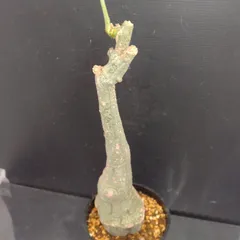 2026年最新】アデニア クリスタルグリーンの人気アイテム - メルカリ