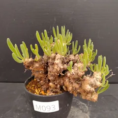 2026年最新】万物想の人気アイテム - メルカリ