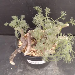 2026年最新】ムルチフィズムの人気アイテム - メルカリ