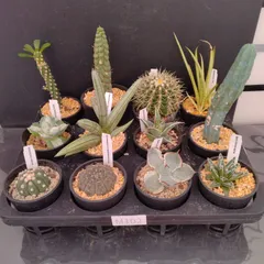 M102【自社養生株】多肉植物１２種セット　１ケース（鉢植え）【多肉植物】