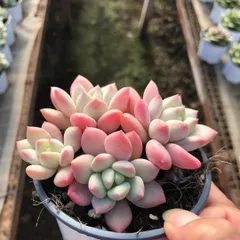 【18株の抜き苗セット】ホワイトオレンジ(3頭～５頭)　多肉植物　佐川急便発送　エケベリア　韓国苗　Z1262