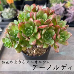 レア　群生【アーノルディ】多肉植物　アエオニウム　人気