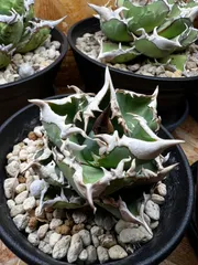 2026年最新】Cj アガベの人気アイテム - メルカリ