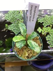 ブセファランドラsp.ブルーメロンⅡ - メルカリ