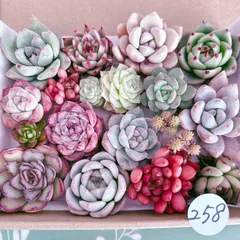 258 多肉植物寄せ植えセット