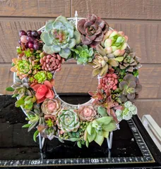 012203多肉植物のリース★特大・21ｃｍ★吊り輪っか付き★飾り台付き
