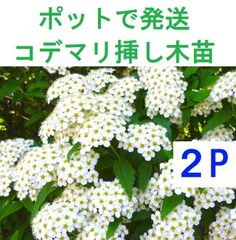 シロシキブ 白式部 実生苗丈約20cm 2~3株 土付き抜き苗 シロシキブ 白式部 実生苗丈約20cm 2~3株 土付き抜き苗