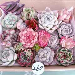 260 多肉植物寄せ植えセット