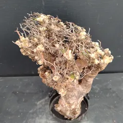 2026年最新】チレコドン レティキュラータスの人気アイテム - メルカリ