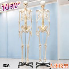 3B Scientific 全身骨格模型 下前歯2本欠けあり 約160cm - メルカリ