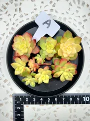 マジックジャムゴールド　A