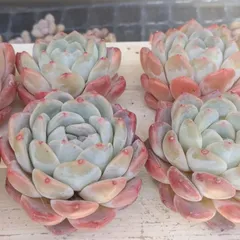 モンロー　多肉植物　カット苗