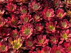 新発売　X493　紅銅壺　72苗セット　土と根付き　多肉植物　エケベリア　韓国苗　サボテン　詰め合わせ　寄せ植え