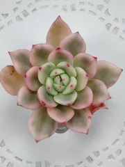 フラメンコ錦　①