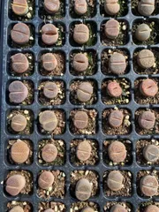 新発売　X494　リトープス　105苗セット　土と根付き　多肉植物　エケベリア　韓国苗　サボテン　詰め合わせ　寄せ植え