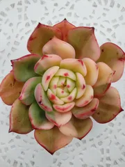 2026年最新】フラメンコ錦の人気アイテム - メルカリ