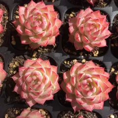 新発売　X497　レッドクィーン　50苗セット　土と根付き　多肉植物　エケベリア　韓国苗　サボテン　詰め合わせ　寄せ植え