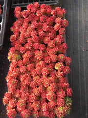 新発売　X498　レジティア群生　50苗セット　土と根付き　多肉植物　エケベリア　韓国苗　サボテン　詰め合わせ　寄せ植え