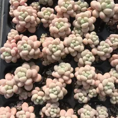 新発売　X499　ロココ　50苗セット　土と根付き　多肉植物　エケベリア　韓国苗　サボテン　詰め合わせ　寄せ植え