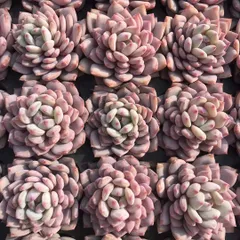 新発売　X500　ジェイドロータス　50苗セット　土と根付き　多肉植物　エケベリア　韓国苗　サボテン　詰め合わせ　寄せ植え