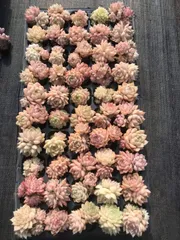 新発売　X501　マルガン　50苗セット　土と根付き　多肉植物　エケベリア　韓国苗　サボテン　詰め合わせ　寄せ植え