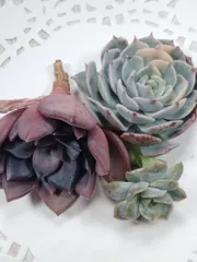 セットB　ロマネコンティ　ピーコッキーブルート錦　バブルローズ錦