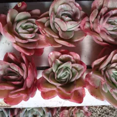 アイスローズ錦　多肉植物　カット苗