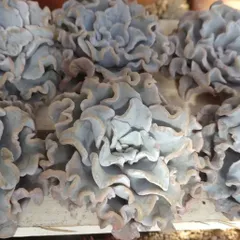 クリスペートビューティ　多肉植物　カット苗