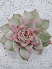 ブラックローズ錦　A