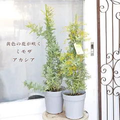 常緑苗木 ミモザ アカシア 花芽付き 5号 高さ80cm ミモザ 黄色い花 おしゃれ 春に咲く 花木 庭 植木 かわいい 育てやすい 丈夫 鉢植え 切り花 スワッグ ドライ