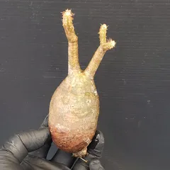 2026年最新】グラキリス ベアルートの人気アイテム - メルカリ