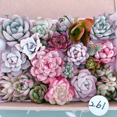 261 多肉植物寄せ植えセット