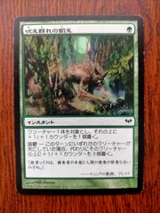 26230 MTG マジック:ザ・ギャザリング ヒッコリーの植林地 - メルカリ