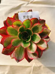 2026年最新】多肉アエオニウムの人気アイテム - メルカリ