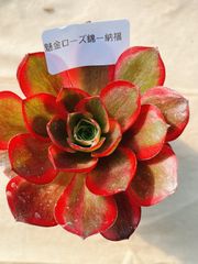 ユ*☆様 45 魅金ローズ錦ー如意 多肉植物 アエオニウム 抜き苗 - メルカリ