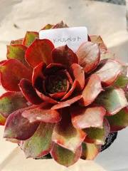 2026年最新】多肉アエオニウムの人気アイテム - メルカリ