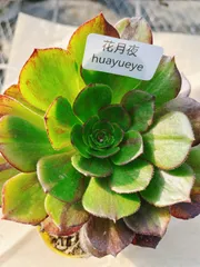 2026年最新】花月夜 アエオニウムの人気アイテム - メルカリ