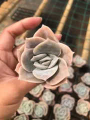 新発売　Z1311　バラ　72苗セット　土と根付き　多肉植物　エケベリア　韓国苗　サボテン　詰め合わせ　寄せ植え