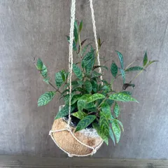 エスキナンサス マルメラータ 現品 Aeschynanthus marmellata ココポット エキナンサス ナガミカズラ ハナツルグサ 花蔓草 バスケットバイン リップスティックプラント マルモラタス  観葉植物 観葉 植物 珍奇植物 珍しい ハンギング