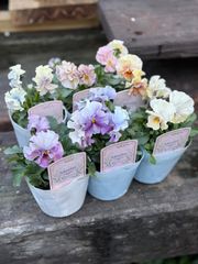 ⭐︎Special価格⭐︎最終値下げ！ビオラ　アイクルール　6つセット　現品