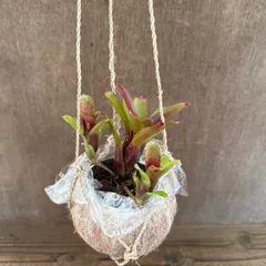 ネオレゲリア ハイブリッド ココポット 現品 交配種 交配 Neoregelia hybrid 交配種 交配 現品 観葉植物 観葉 植物 珍奇植物 珍奇 珍しい レア 希少 タンクブロメリア ブロメリア アナナス ハンギング 吊るす  インテリア おしゃれ
