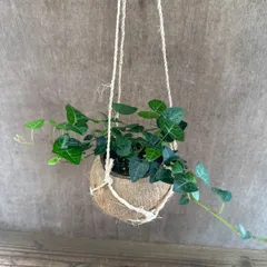 ヘデラ サーク ココポット 現品 Hedera helix sark アイビー ヘリックス 観葉植物 観葉 植物 つる性植物 つる性 ハンギング インテリア プレゼント おしゃれ かわいい グリーン 誕生日 贈り物