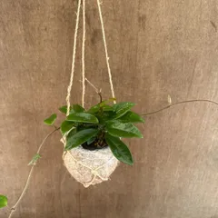 ホヤ カルノーサグリーン 現品 ココポット ココヤシポット サクララン 桜蘭 観葉植物 観葉 植物 珍奇植物 つる性 ハンギングにおすすめ プレゼント 贈り物 人生の出発 人生の門出 ハンギング