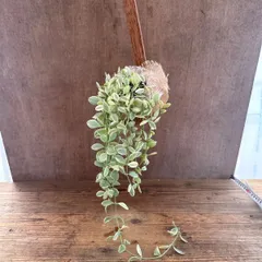 【現品】ディスキディア プリンセス ココポット ハンギング②  Dischidia 'Princess' ガガイモ科ディスキディア属 観葉植物 観葉 植物 つる性 ハンギング インテリア プレゼント かわいい おしゃれ グリーン 誕生日