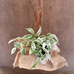 フィカス サギッタータ 斑入り ココポット 現品 Ficus sagittata クワ科 フィカス属 フィカス ラディカンス 観葉植物 観葉 植物 斑入り 斑 レア インテリア おしゃれ おすすめ プレゼント かわいい グリーン