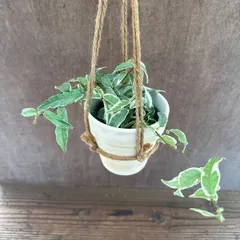 【サンプル】フィカス　サギッタータ　斑入り テラコッタポット付き　1個　Ficus sagittata　クワ科　フィカス属　フィカス  ラディカンス  観葉植物 観葉 植物 斑入り 斑  レア インテリア おしゃれ おすすめ プレゼント かわいい グリーン