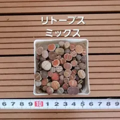 多肉植物『リトープス(ミックス)』セット