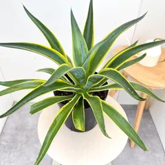 アガベ ベネズエラ　ランダム　24ポットセット B アガベ ベネズエラ ランダム 24ポットセット B