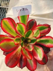 2026年最新】アエオニウム シャネルの人気アイテム - メルカリ